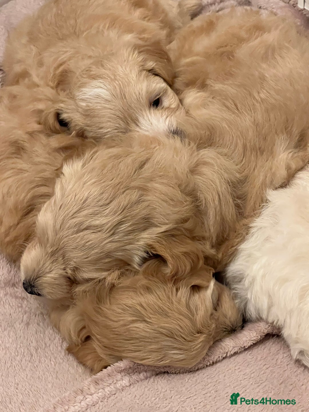 Maltipoo dogs for sale: Maltipoo puppies  - Advert 5