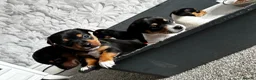 Jack Russell dogs for sale: 7 Litter Jack Russell pups  - Advert 8