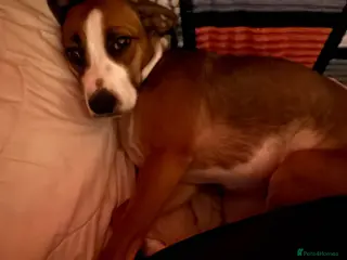 Mixed Breed dogs Shadow - Advert 6