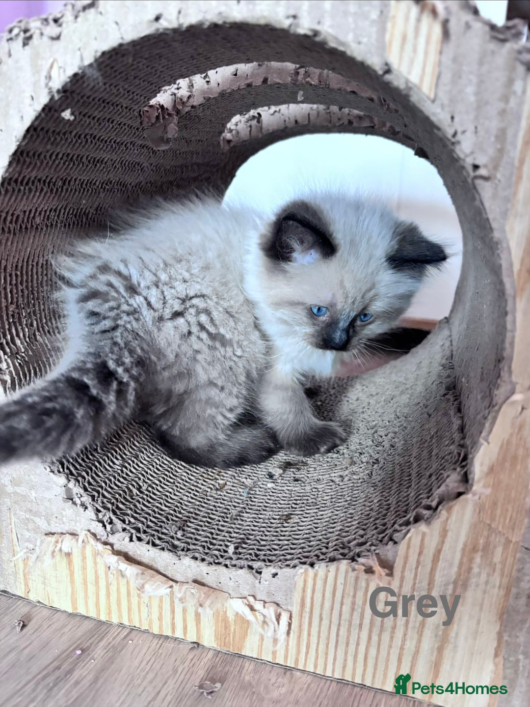 Ragdoll cats for sale: 4 adorable Ragdoll kittens  - Advert 6