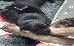 Labrador Retriever dogs for sale: Stunning litter of chunky black Labradors - Advert 2
