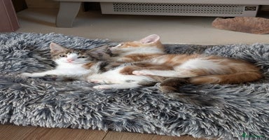 Mixed Breed cats - Advert 15