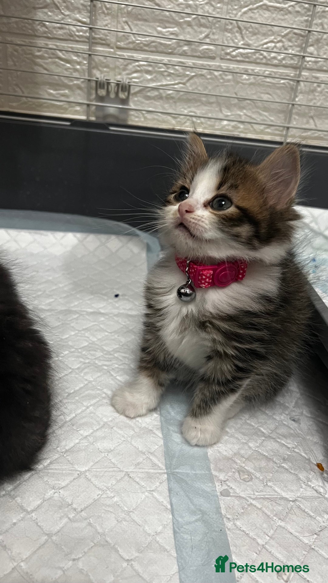 Mixed Breed cats for sale: Ready Now 2male and 1female Left - Advert 16