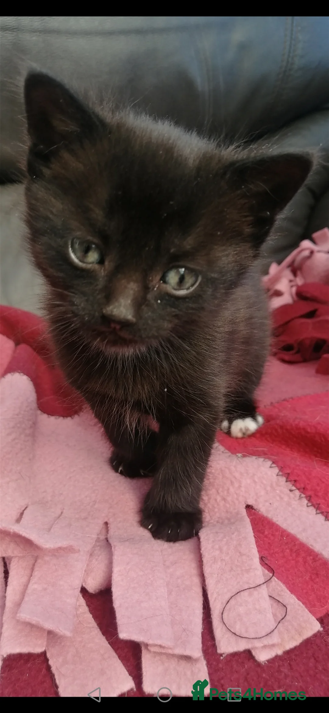 British Shorthair cats for sale: Adorable kitten seeking forever home  - Advert 2