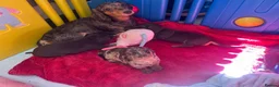 Miniature Dachshund dogs for sale: Miniature Dachshund Puppies for Sale - Advert 1