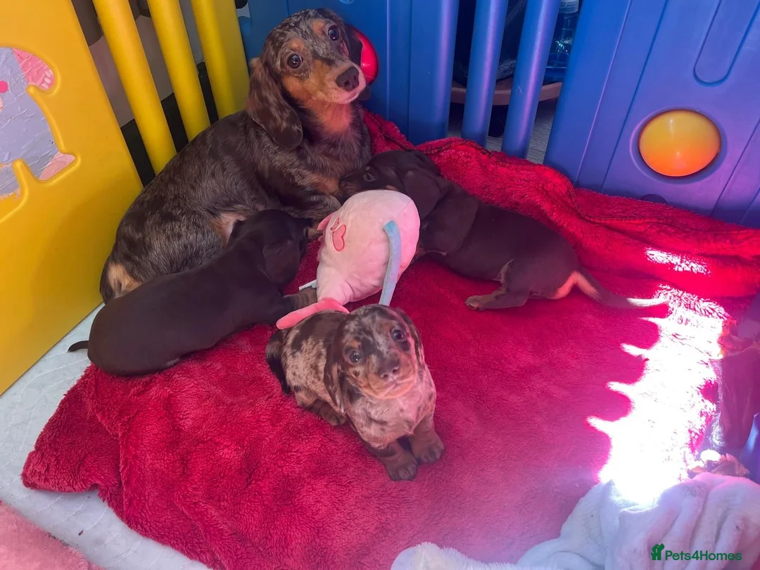 Miniature Dachshund dogs for sale: Miniature Dachshund Puppies for Sale - Advert 1