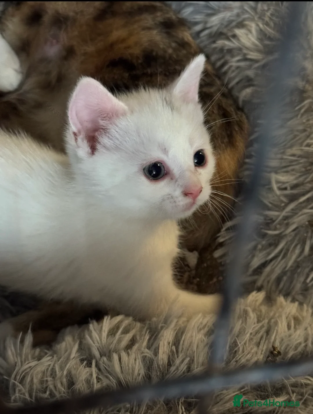 Mixed Breed cats for sale: Gorgeous white male kitten  in Mexborough - Advert 2