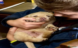 Labrador Retriever dogs for sale: Chunky KC reg Show line Champagnes boys  - Image 8