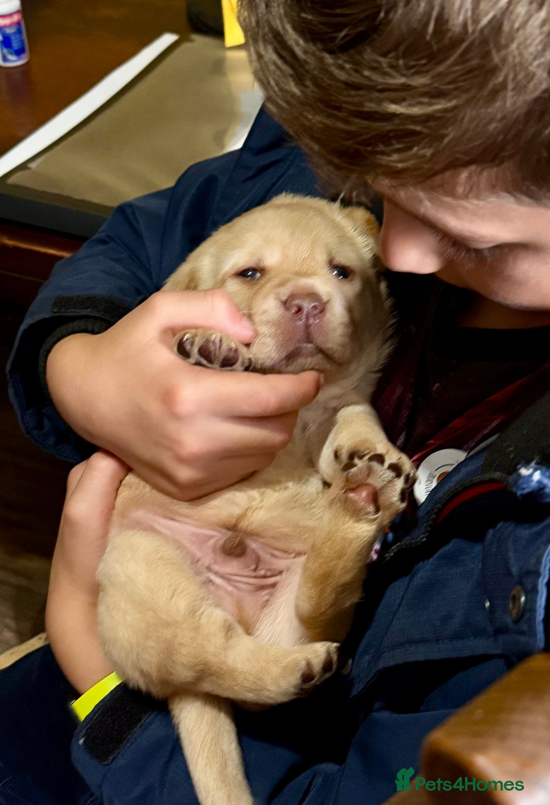 Labrador Retriever dogs for sale: Chunky KC reg Show line Champagnes boys  - Image 8