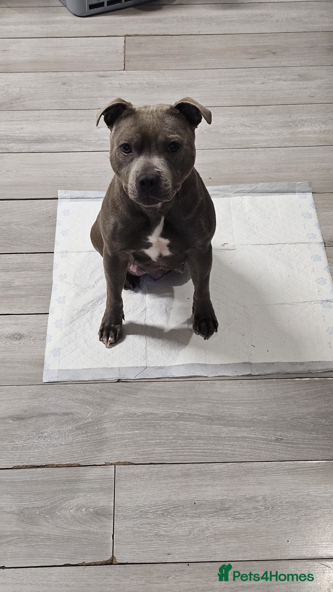 Staffordshire Bull Terrier dogs for sale: Staffordshire bull terrier puppies kc papered - Advert 4