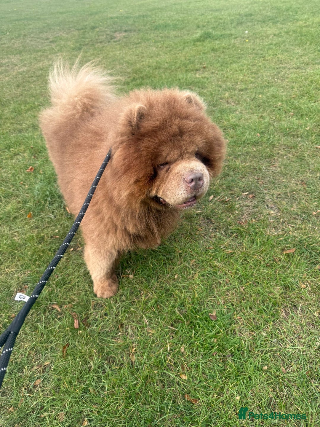 Chow Chow dogs for sale: Russian Lilac male chow chow - Image 4