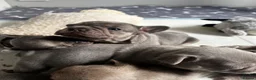 French Bulldog dogs for sale: Frechies pups Lilac & tans, Isabella & tan - Advert 11