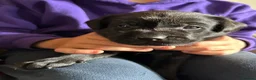 Labrador Retriever dogs for sale: KC Labrador pups from fully health tested parents - Advert 2