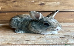 Mixed Breed rabbits for sale: Baby bunnies  - Image 4