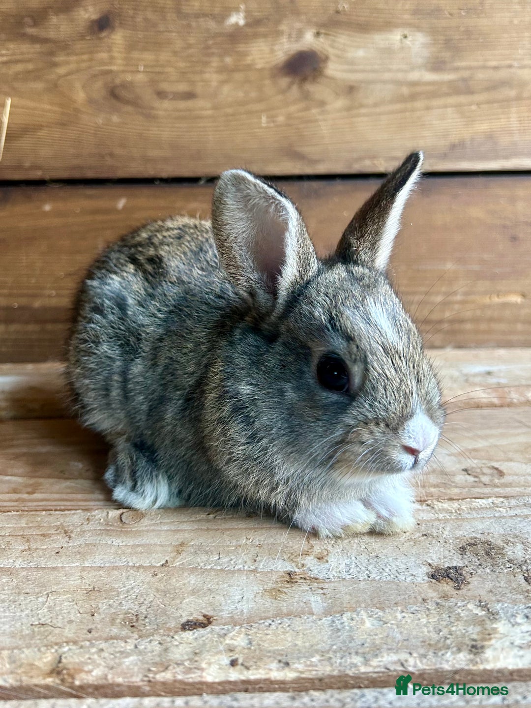 Mixed Breed rabbits for sale: Baby bunnies  - Image 4