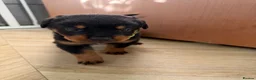 Rottweiler dogs for sale: Rottweiler pups  - Advert 6