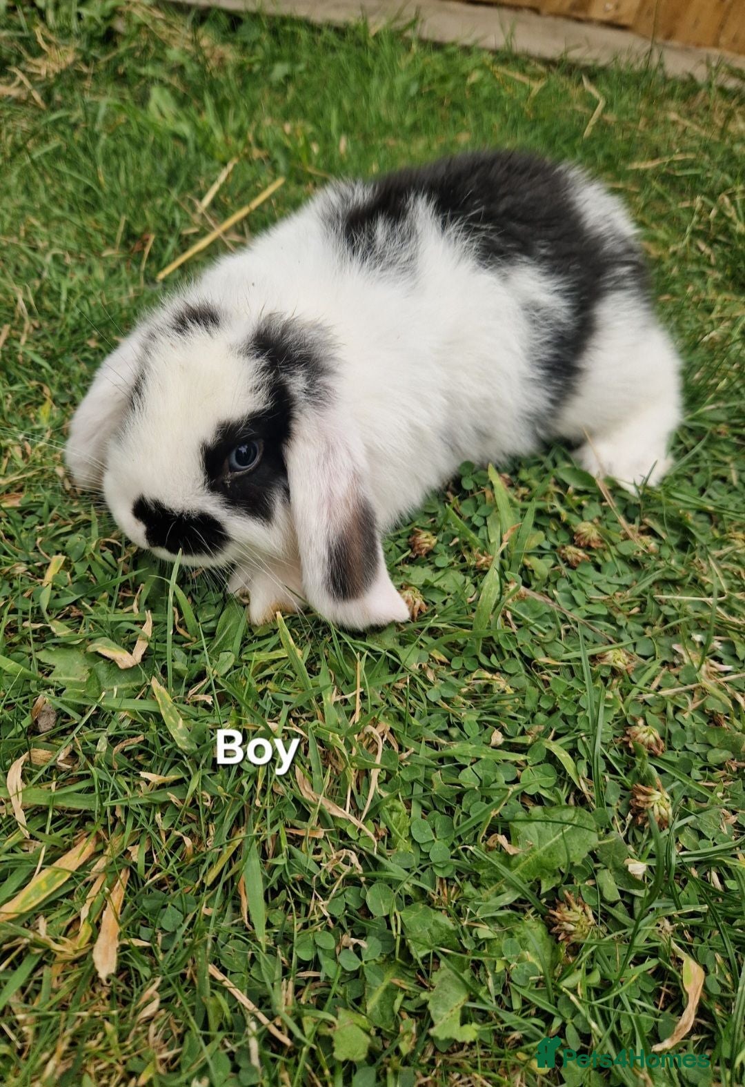 Mini Lop rabbits Mini Lops Ready Now - Advert 10