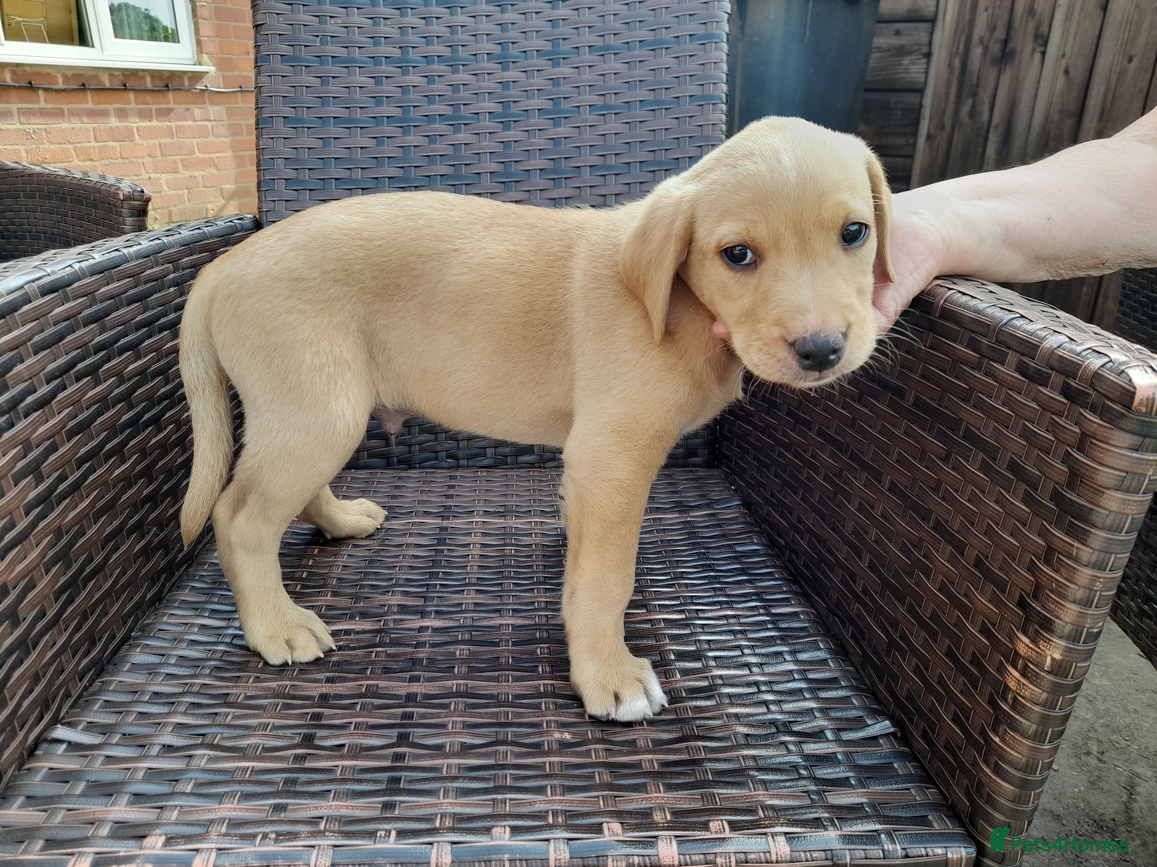 Labrador Retriever dogs for sale: Fox Red Labrador Puppies ready 05.06.26 - Advert 13