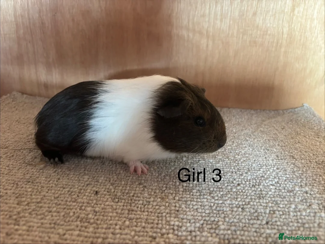 Guinea Pig rodents for sale: Baby Guinea Pigs  in Okehampton - Advert 2