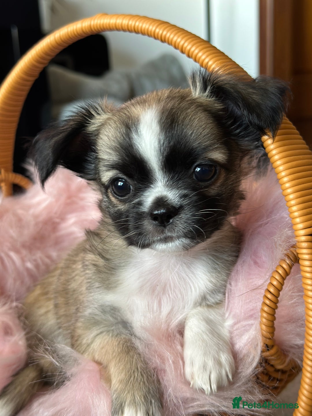 Chihuahua dogs for sale: Beautiful Chihuahua Puppies  - Image 4