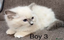 Ragdoll cats for sale: Ragdoll kittens for sale - Image 2