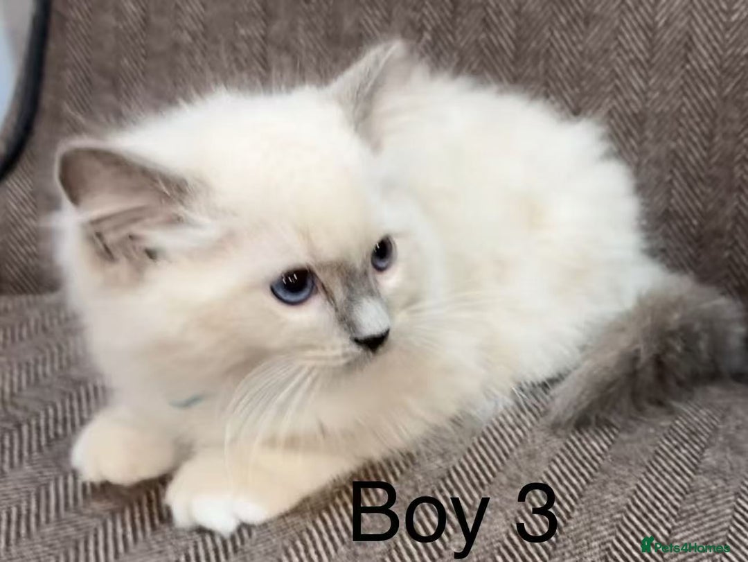 Ragdoll cats for sale: Ragdoll kittens for sale - Image 2