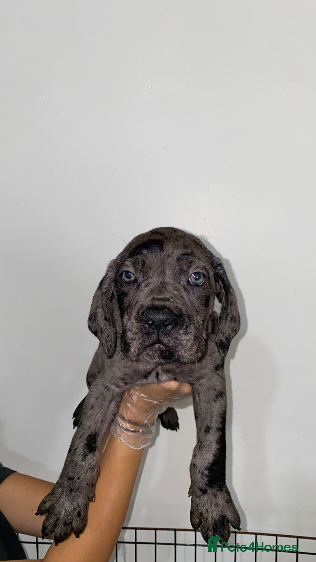 Mixed Breed dogs MerleBandog/MixedMastiff Ready For Their New Homes - Advert 10