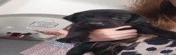 Mixed Breed dogs for sale: Doberdor puppies!!! - Advert 3