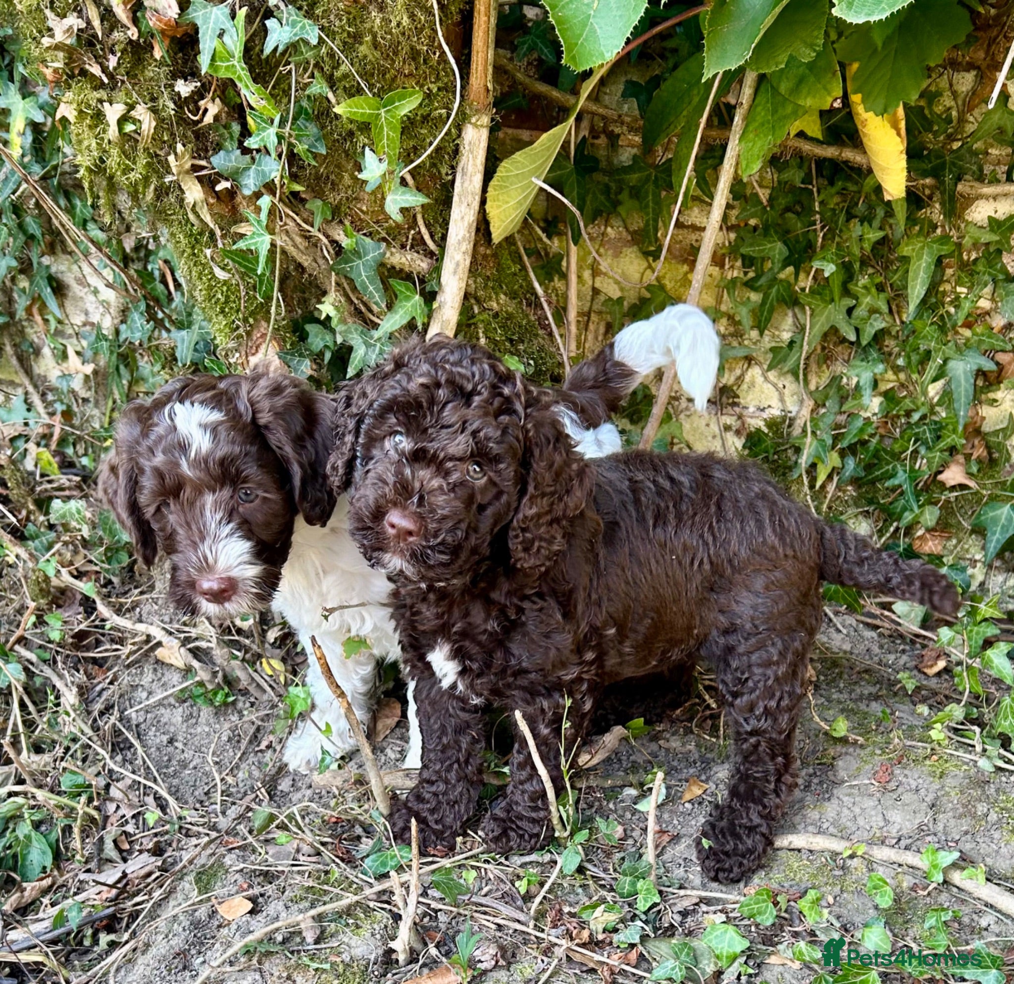Mixed Breed dogs Double Doodles/Sproodle x Cockapoo - Advert 3