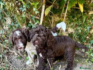 Mixed Breed dogs Double Doodles/Sproodle x Cockapoo - Advert 3