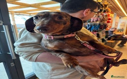 Miniature Dachshund dogs for sale: Female Chocolate tan dapple  - Image 9