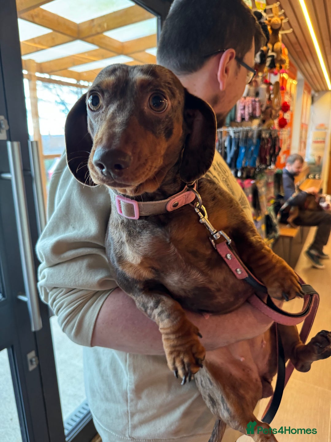 Miniature Dachshund dogs for sale: Female Chocolate tan dapple  - Image 9
