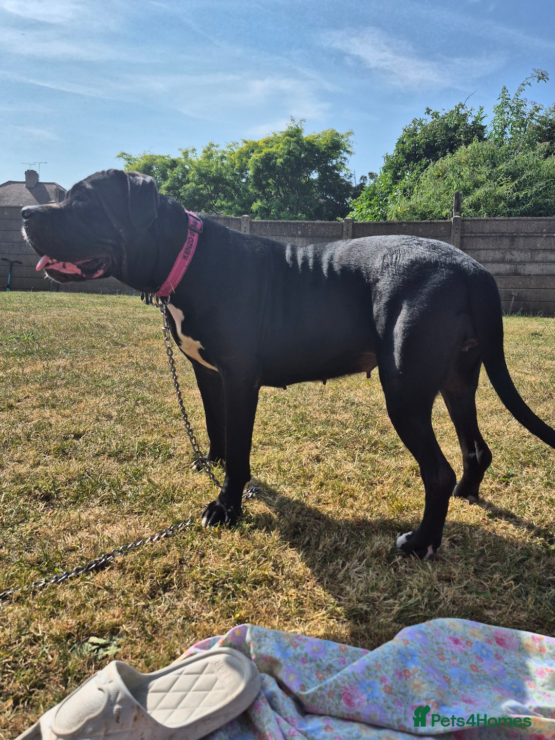 Cane Corso dogs for sale: Beautiful Blue Cane Corso Pups for Sale - Advert 1