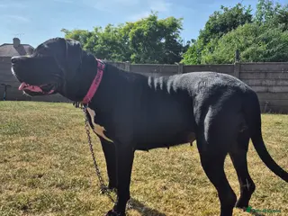 Cane Corso dogs Beautiful Blue Cane Corso Pups for Sale - Advert 5