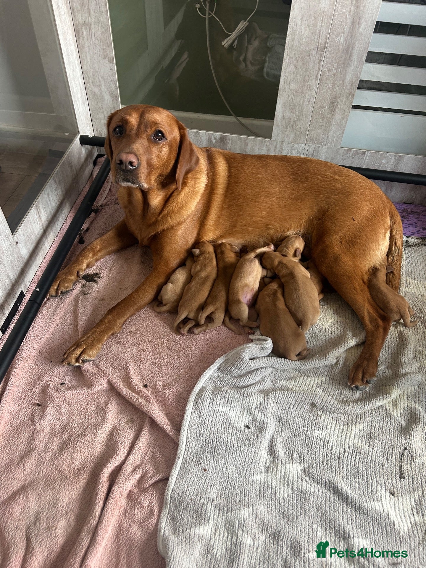 Labrador Retriever dogs 9 beautiful Labrador puppies for sale  - Advert 3