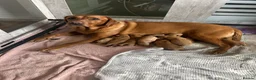 Labrador Retriever dogs for sale: 9 beautiful Labrador puppies for sale  in Worcester - Advert 1