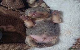 Chiweenie dogs for sale: Pups for sale  - Advert 10