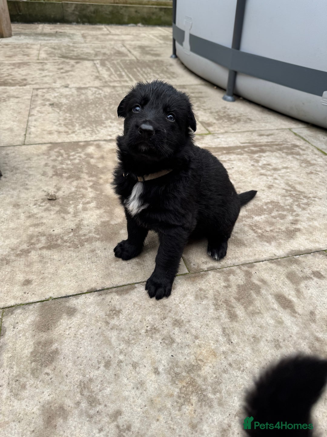 German Shepherd dogs for sale: Stunning top quality German shepherd puppies - Image 4