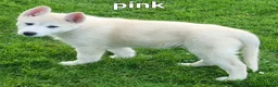 Huskita dogs for sale: Akita/husky pups in Sunderland - Advert 5