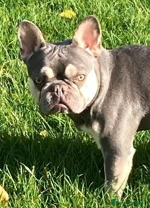 French Bulldog dogs French Bulldog Zico - Advert 2