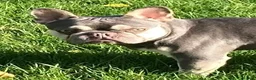 French Bulldog dogs for stud: French Bulldog Zico - Advert 1