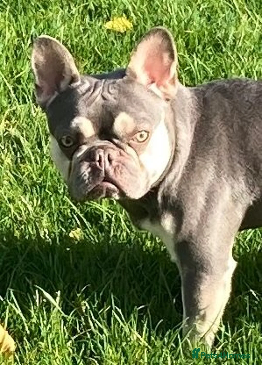 French Bulldog dogs for stud: French Bulldog Zico - Advert 1