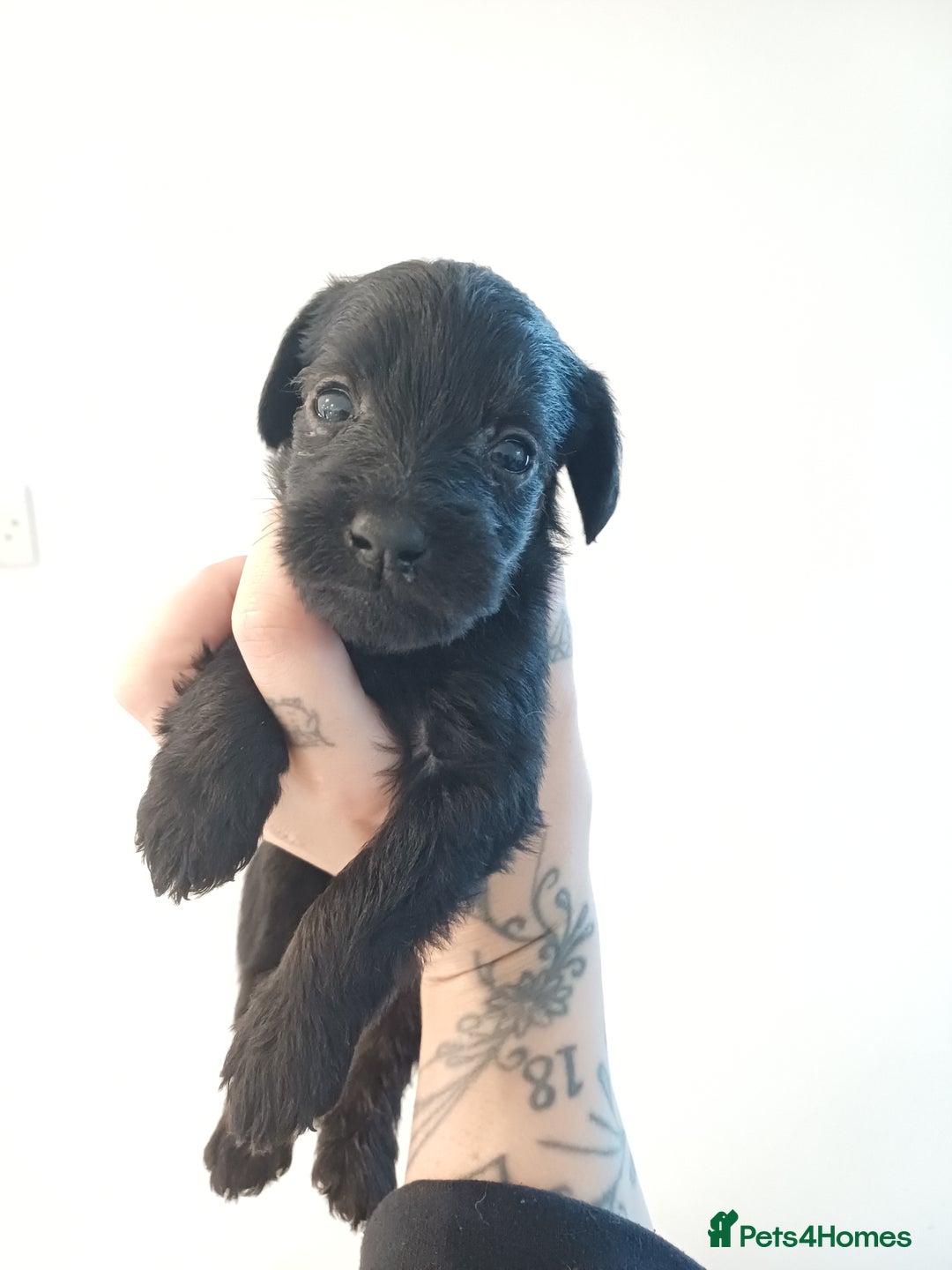 Schnoodle dogs for sale: Schnoodles - poodle and schnauzer mix - Advert 5