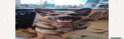 German Shepherd dogs for sale: Kash. Very URGENT - Advert 10