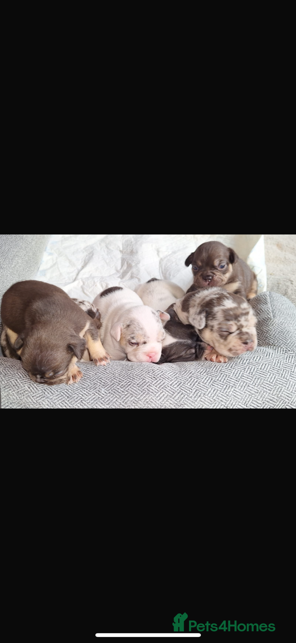 French Bulldog dogs French bulldog puppies for sale  - Advert 2