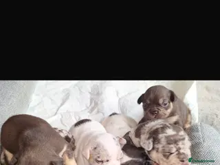 French Bulldog dogs French bulldog puppies for sale - Advert 2
