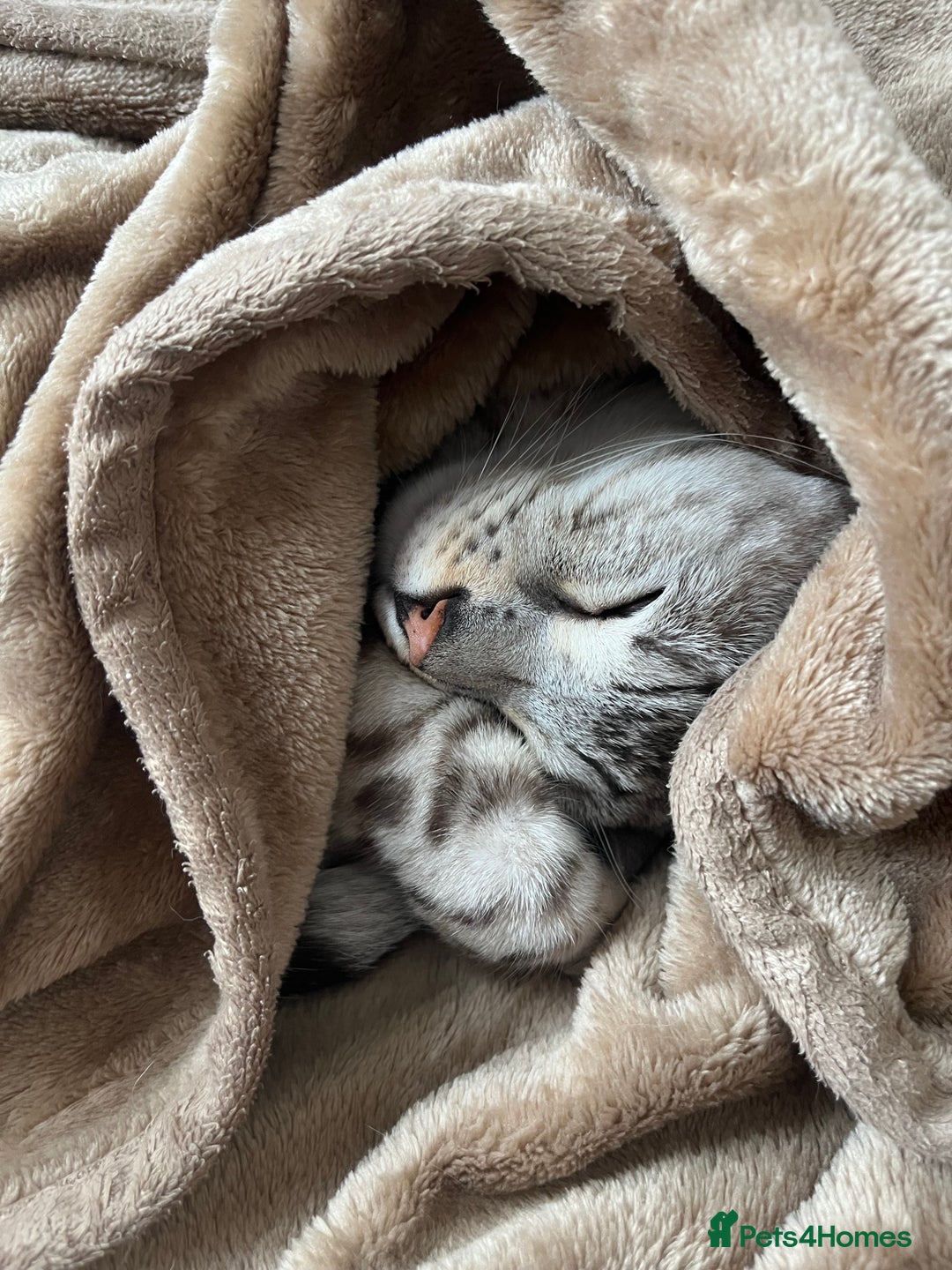 Bengal cats for sale: Beautiful Bengal Boy - Advert 4