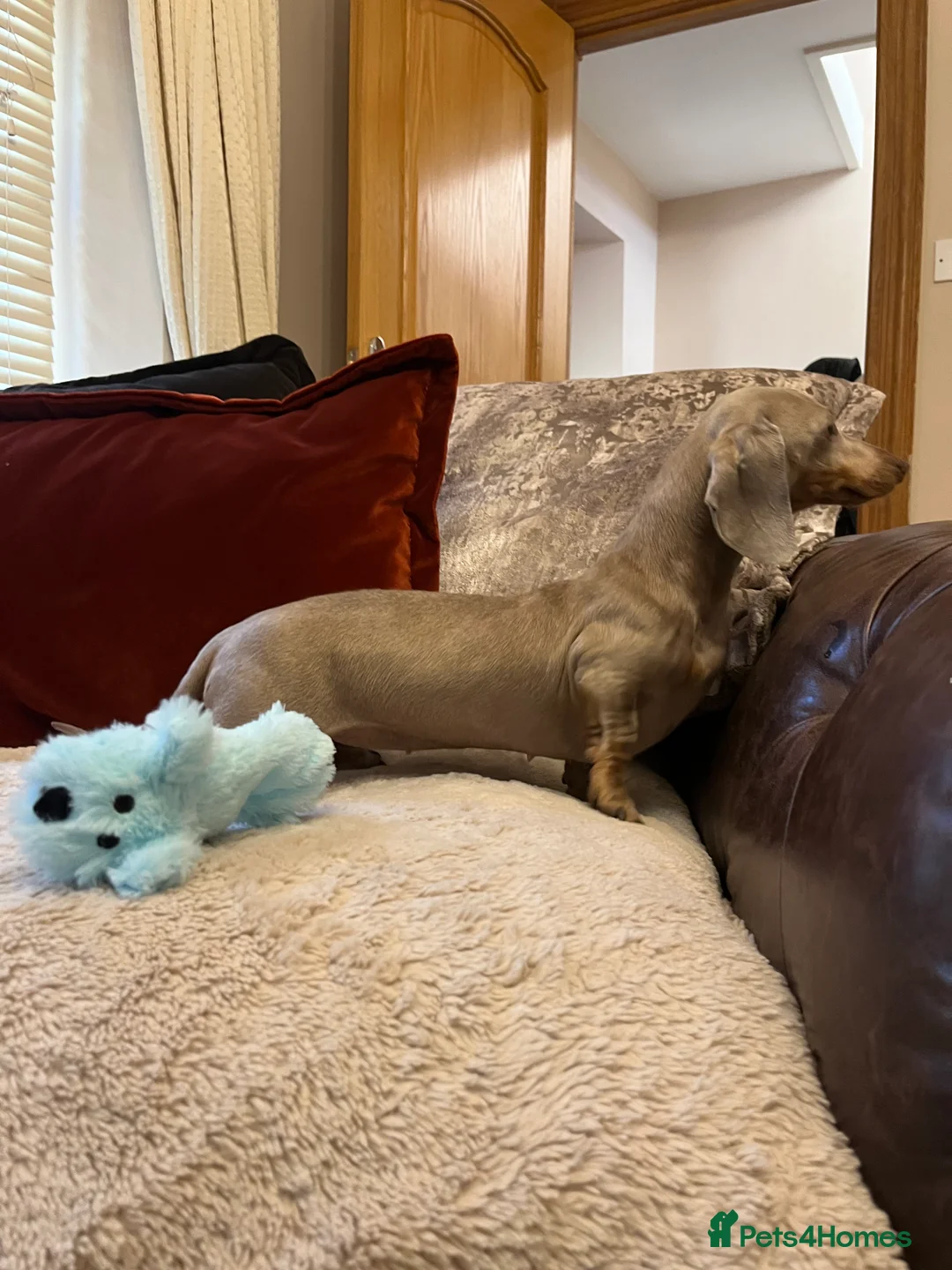 Miniature Dachshund dogs for sale: Outstanding tiny smooth coat dachshund  - Advert 10