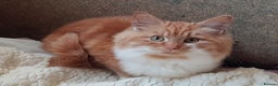 Mixed Breed cats for sale: GORGEOUS KITTENS INCL FEMALE ORANGE TABBY - Advert 3
