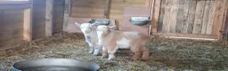 Goats livestock for sale: Lovely pygmy goats 🐐  - Advert 11